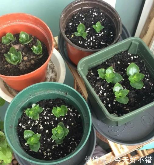 秋天看到3种花，别再花钱买，掐根枝插土里，容易成活繁殖快