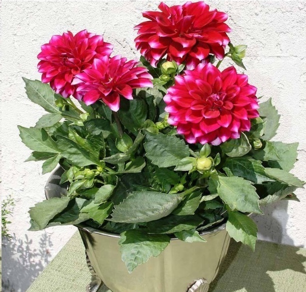 风信子|这18种超级好养的植物，养花新手也能养的很好!