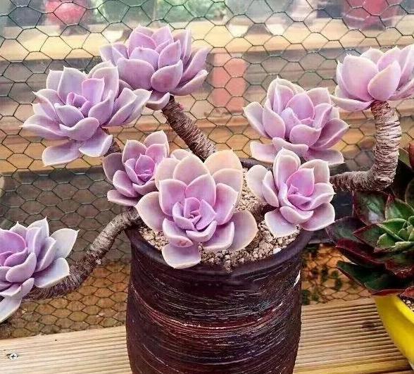 盆栽多肉如何顺利度夏做到少浇水,不砍头、撸叶子就够了