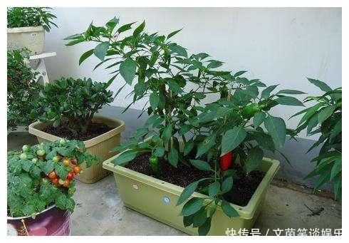 盆栽|从养花高手那儿偷学两个小方法,我彻底解决了盆栽土壤板结