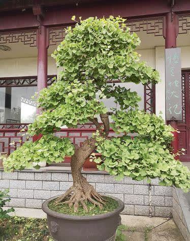 俗语:“客厅有树,十有九富”,不是迷信,为了好兆头也要养一盆