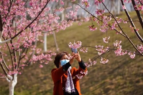 中年|丽水出现“樱花大道”,就在市区好溪路,赶紧出发去打卡