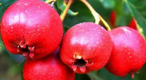 膽固醇|夏天多食3種食物，延緩衰老，排毒養(yǎng)顏，調(diào)理腸胃，越吃越年輕