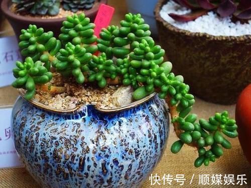 养多肉坚持很重要，都说很丑的龟之卵，六年时间变悬崖桩，真好看