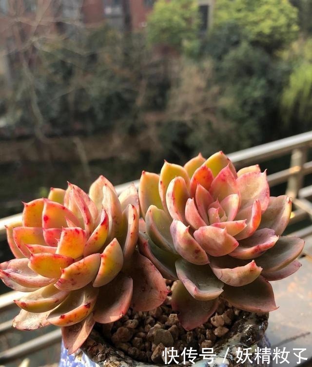 叶插|多肉不长怎么回事原来是“控水”不对，赶紧改正，半个月见效果