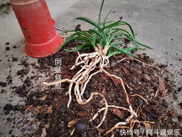 奇效|这种黑色粉末养兰花,究竟有什么奇效能让兰根这么壮