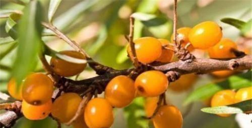 释迦|会吃的人更健康，坚持常吃三种食物，活血补气，排毒美容