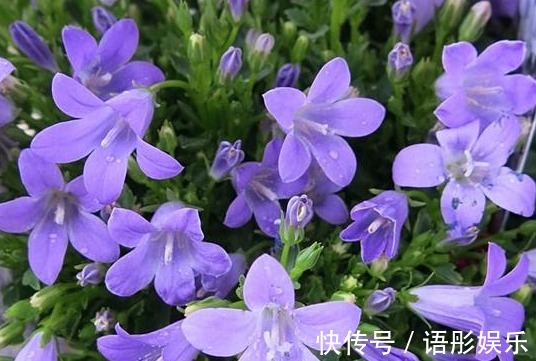 这些花朵一到夏天就开爆,简单好养,不打理也能开花,开花贼好看