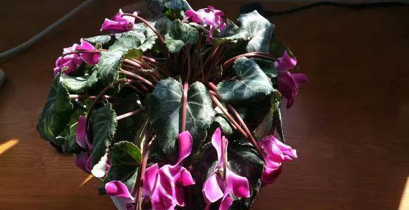 入冬后,这些花别折腾,越折腾越死