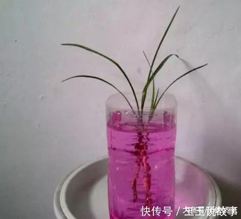 盆里加点它,养花10年不黄叶,年年花开不断!