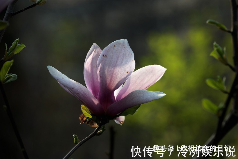 桃花|下个月之内，缘分和桃花速战速决，收获所有美好的四大生肖！