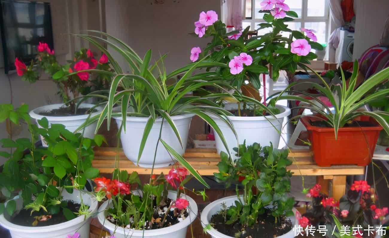 花友|养花浇花，夏天不要用此3种水，不然得不偿失