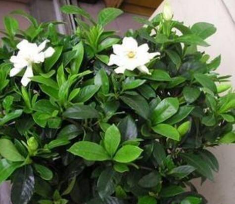 养好栀子花,要天天“风流”,不黄叶不烂根,,一次开花上百朵