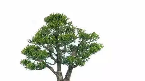 古代文人雅士、达官贵人家中为何都会种植黄杨盆景