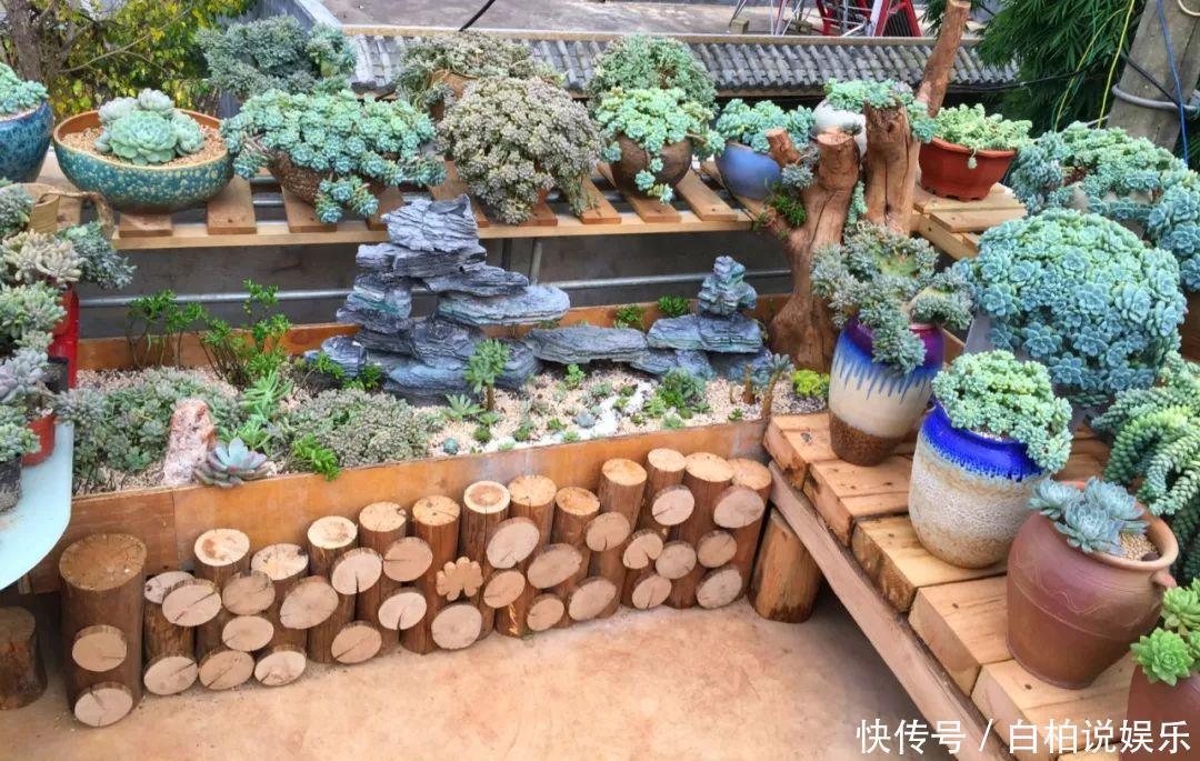 女婿在楼顶养多肉,村里人都跑来参观,丈母娘高兴坏了!