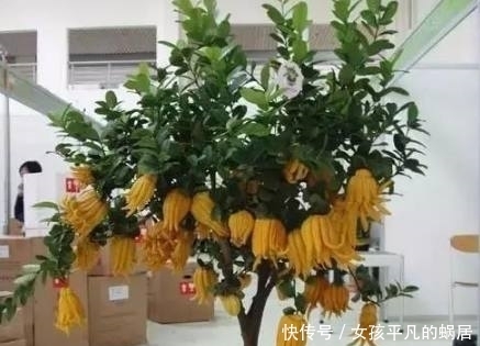 寓意|这几种花有钱人都抢着养,家里种上一盆顺风顺水,日子越过越红火