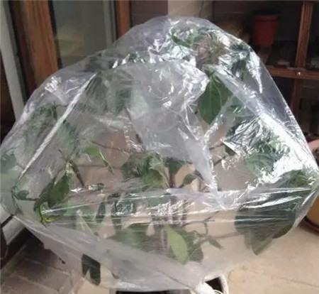 冬天养花，套上方便袋，绿油油的过冬天，嗷嗷的开花