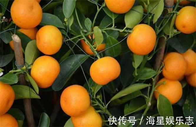 橘子|女性进入易瘦期,多吃3种食物,减肥护肤,润肠通便,越吃越瘦