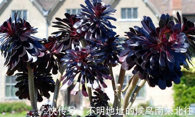 60种多肉图鉴及养护要点,1分钟学会,超全超实用!