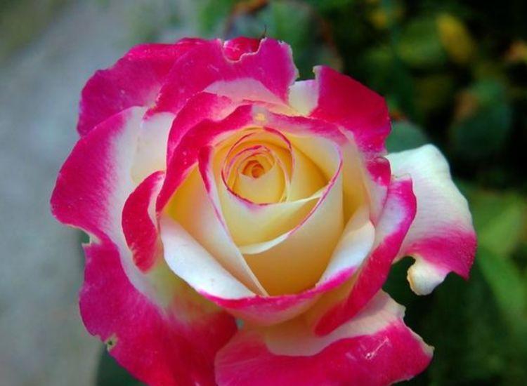 3种花很漂亮，好养易活能爆盆，花香四溢飘满屋，美爆了