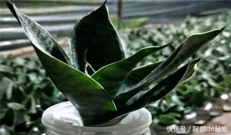 异味|洗手间总是有异味,试一试这些植物。都是强大天然净化空气剂。