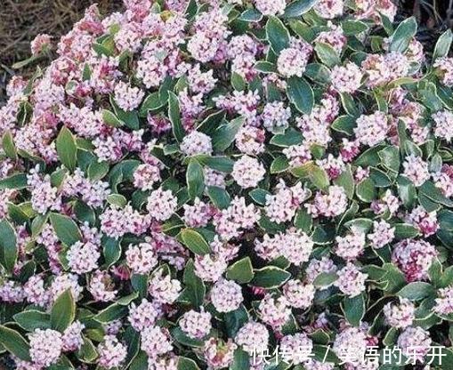 瑞香花秋季管理，做好2点开花翻倍