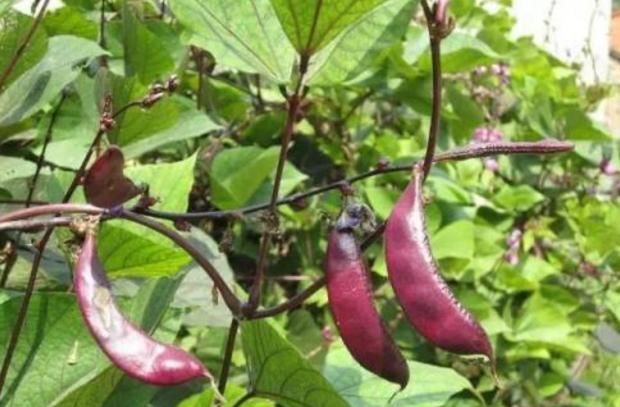 餐桌|含有毒素的五种蔬菜,是餐桌上的“常客”,食用禁忌须了解