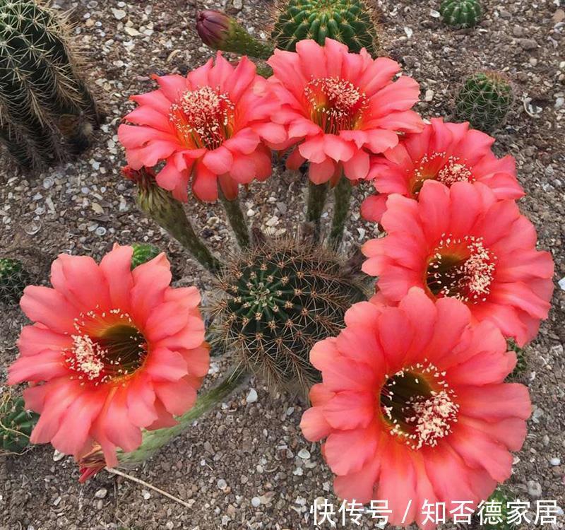 仙人球|3种花，越热越开花，越晒越开花，花色丰富又鲜艳