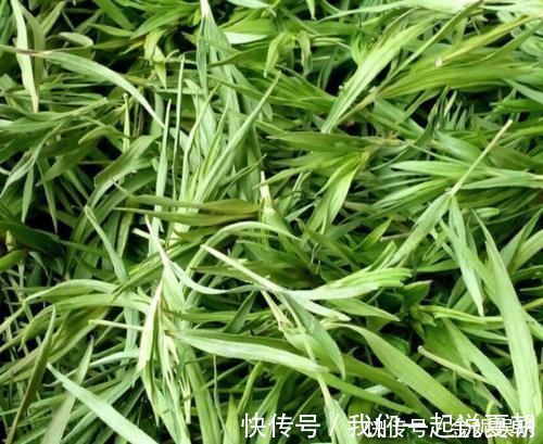 排毒|“它”是前列腺炎的“克星”，男人没事常吃，消炎排毒，炎症或“不药而愈”