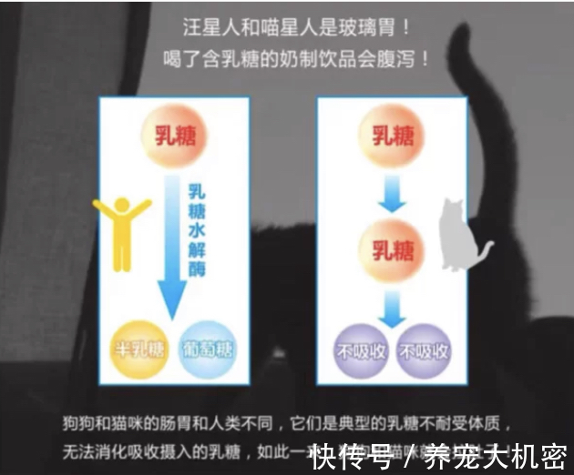 狗狗|狗狗可以喝人的奶粉吗,狗可以喝奶粉吗