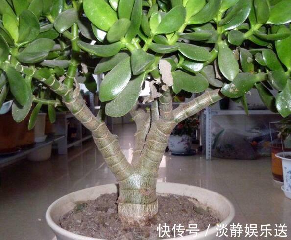 小花|玉树枝条粗壮,叶片肥嘟嘟,这样养,更加大气!