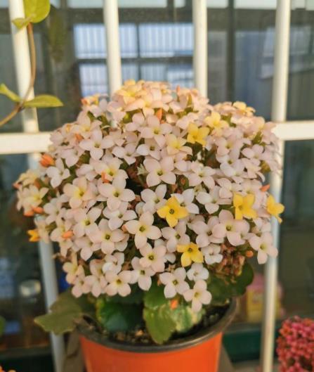 养分|想要长寿花花开不断?4个要点要谨记,不然花苞掉落还黄叶