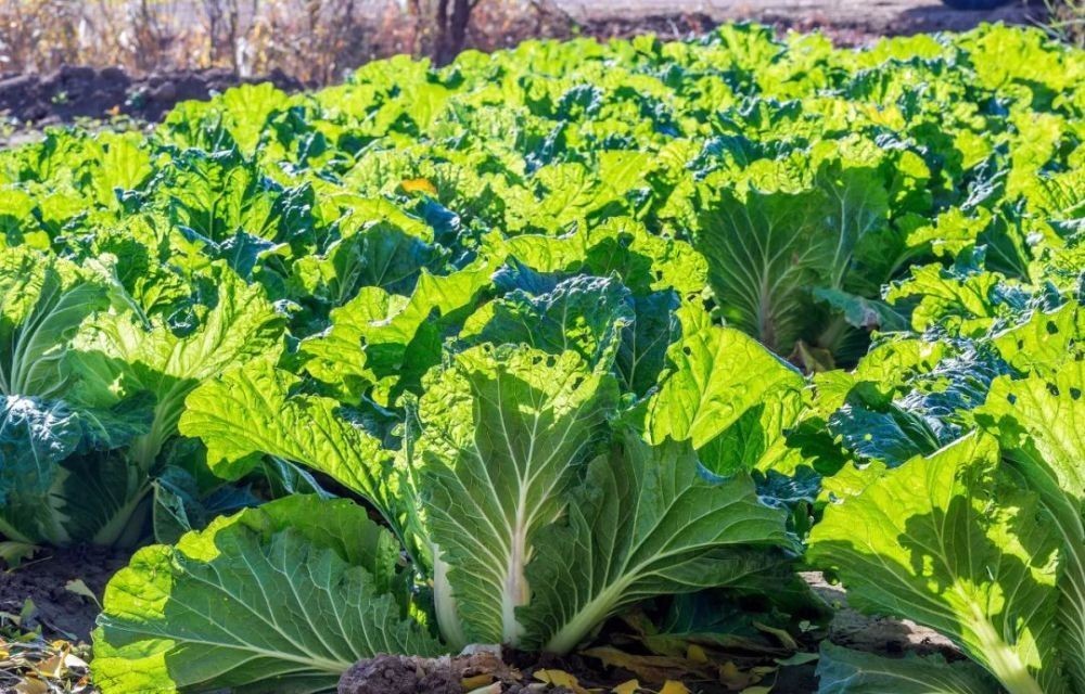 花园|在家种个菜都这么美,还要什么花园?