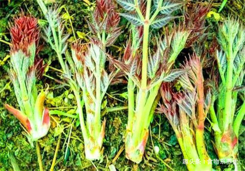 苦瓜素|会吃的人最健康，4蔬菜不错过，营养低脂，疏通血管，更有女人味