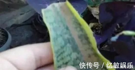 枝条|养花爱好者看过来这15种花现在“扦插”,生根快,一个周就长芽