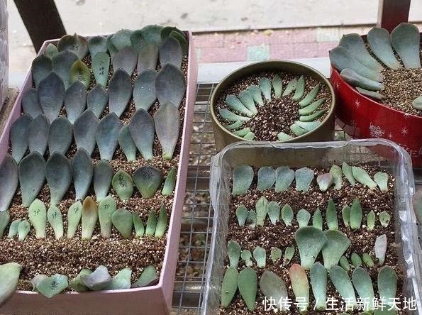 养多肉该如何繁殖只需1招,叶片发芽快、生根早、成活率高!