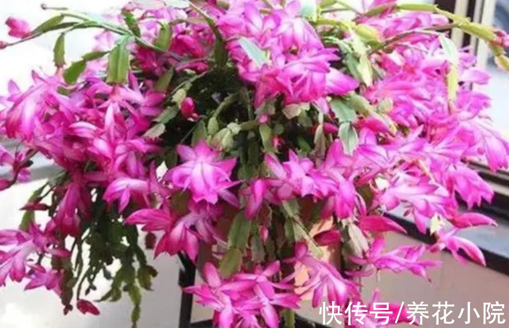 容易生根的7种花，剪根枝条就能插活，不用花钱买