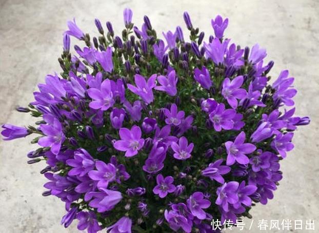 石硫合剂可以二次清园吗?石硫合剂的使用注意事项