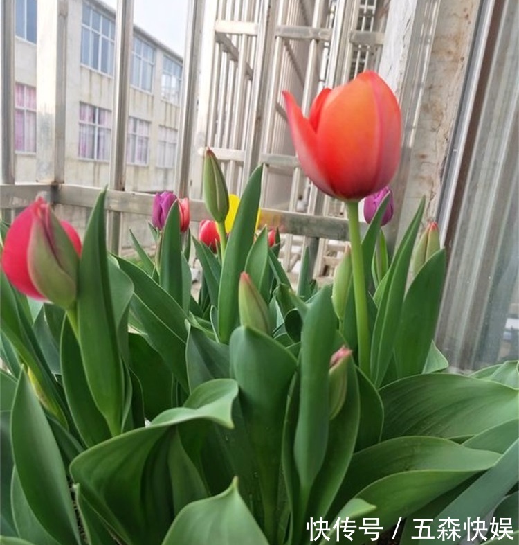 四种不宜养在室内的花，长得好看，却带毒，尽量别养在室内