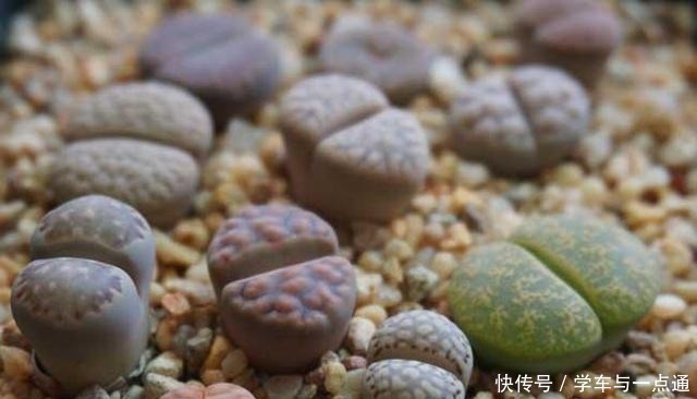 番杏科|数以万计的多肉，知道这四大类，你就是多肉词典！