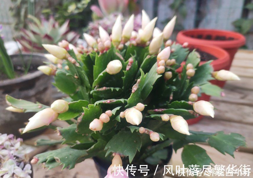 新叶|蟹爪兰要不要掐叶子?掐对就能开花多,掐错一个花苞也不长