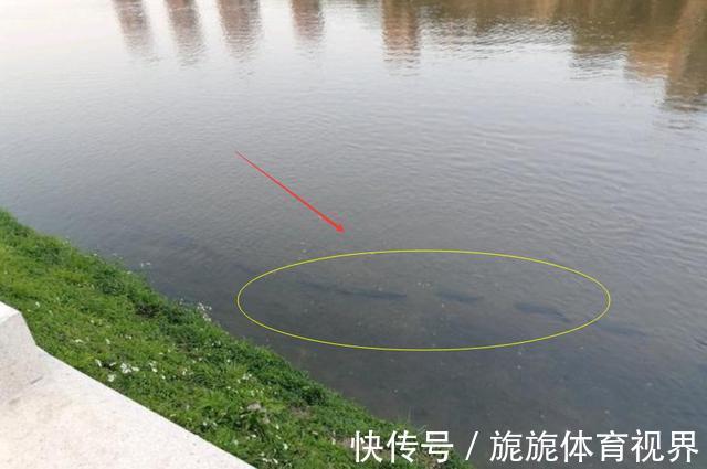 河道|深圳一河道大鱼“成灾”,却只拿来喂猫,附近人说没人吃也没人要