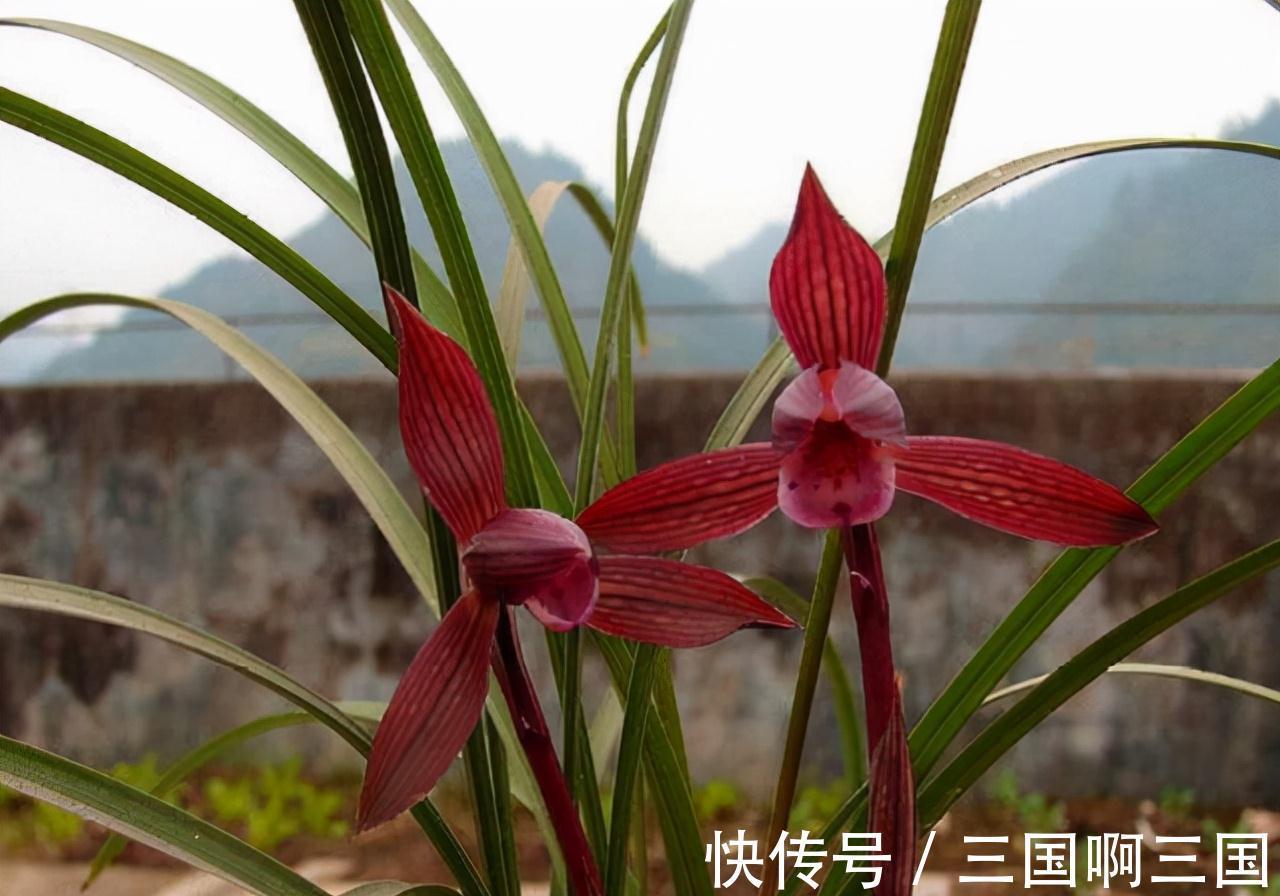高颜值|一种新手也能养好的高颜值兰花,花色醉人,香味怡人,极具仙气