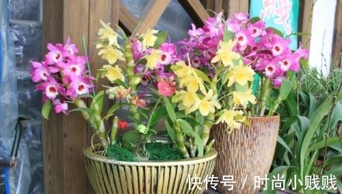 六种花是有名的“生活小帮手”，建议养一盆，以备不时之需