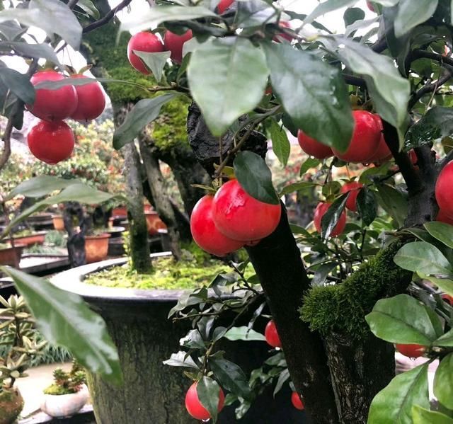 蜂窝煤|找到了一株金弹子盆景生桩头,可以使用纯的蜂窝煤球来发根吗