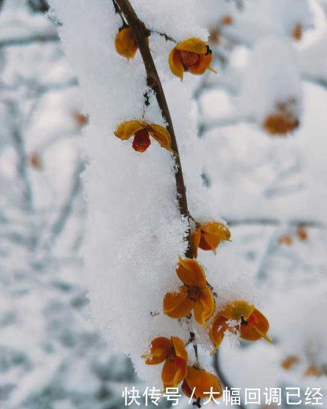 银装素裹|南太行今冬第一场雪来的是那么突然满山银装素裹