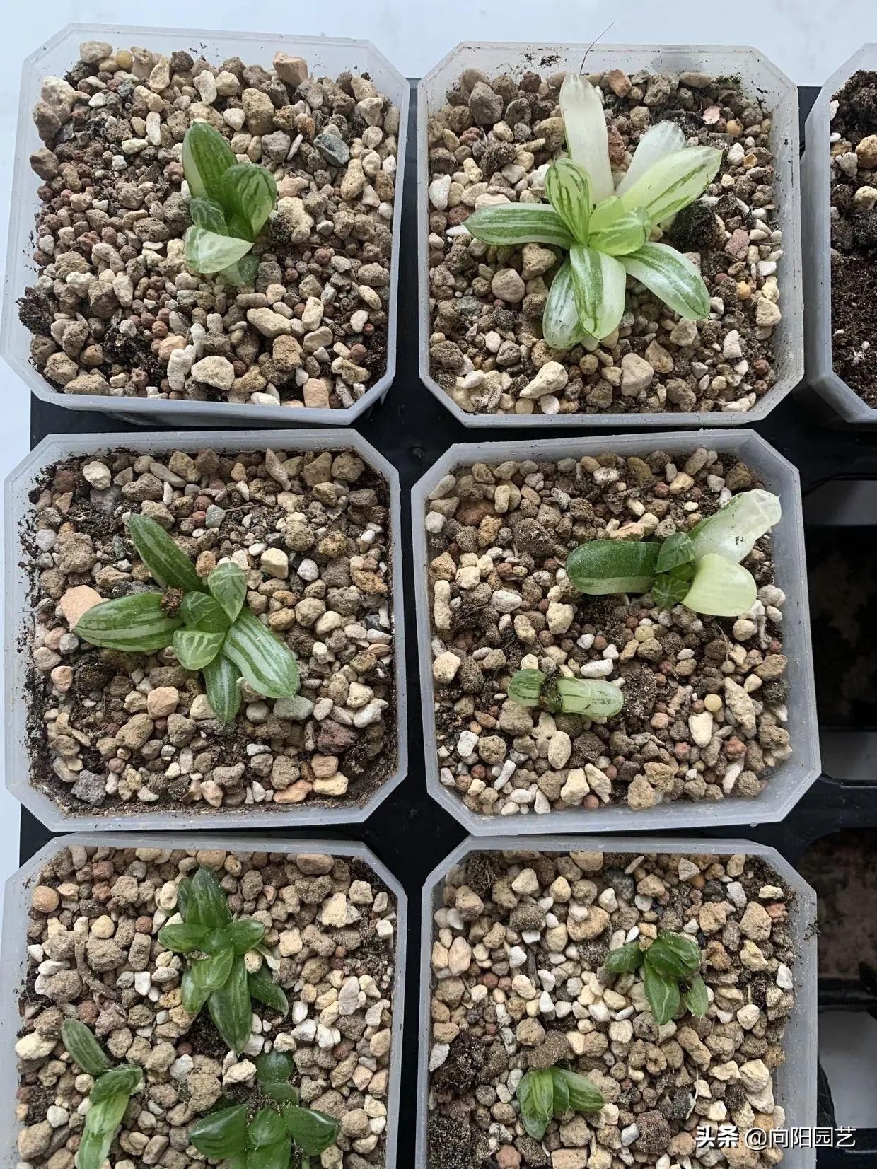 苗子|玉露也能叶插，时隔大半年，叶插成功了，分享扦插全过程