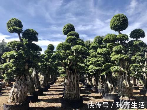 可以摆阳台的“镇宅树”,1盆价值“1万”,养8年像盆景,值钱