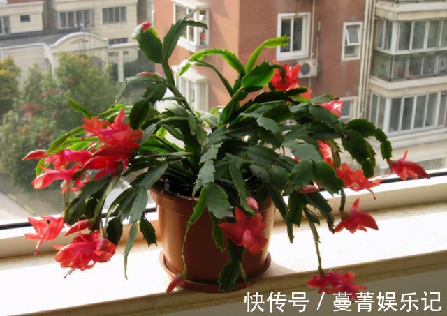 春季|4种花被称为“夏必死”,没有大棚环境,新手春季最好不要买