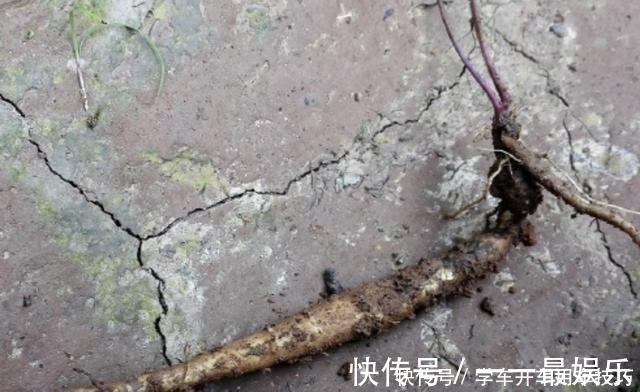 有芳香味的“野草”,被称为“隔山香”,山脚下有不少,珍贵!